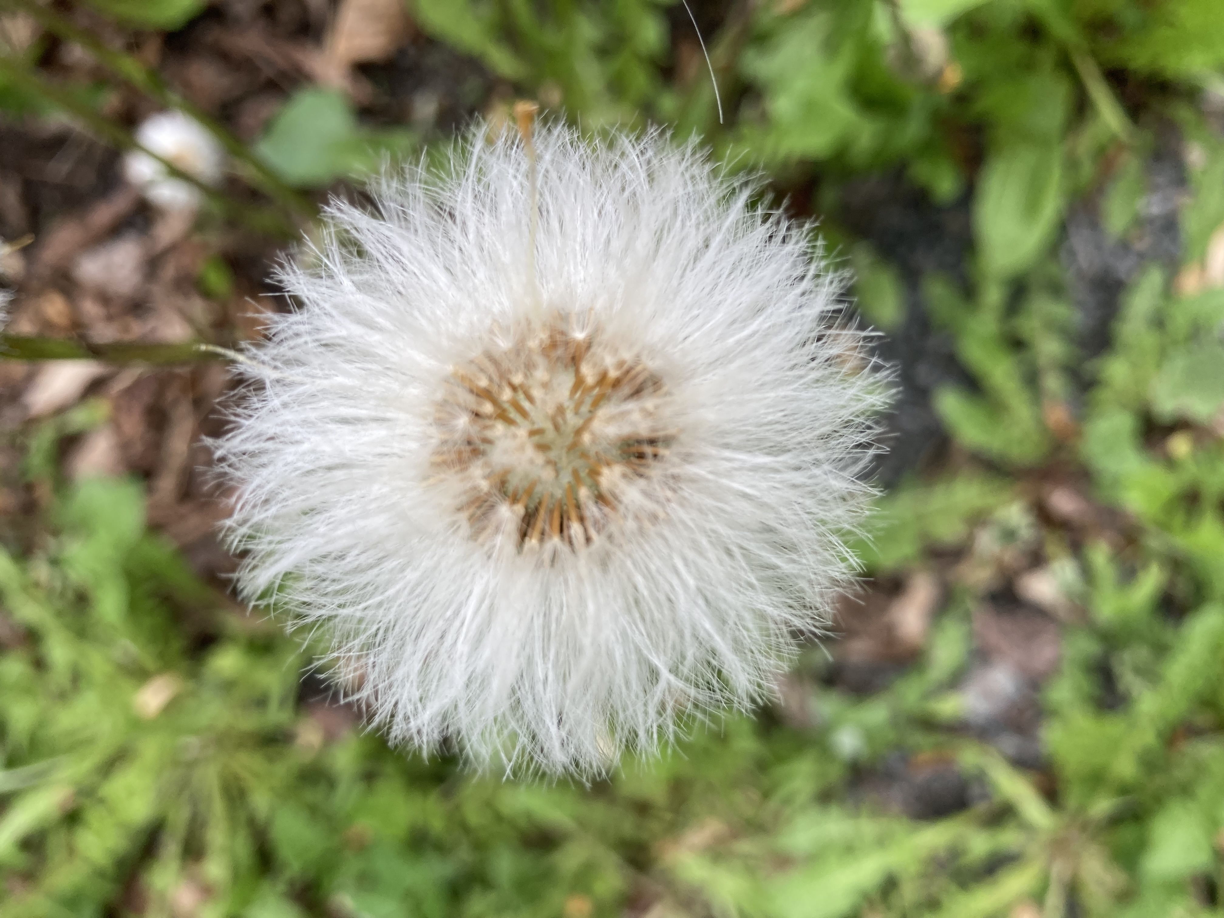 Flowers in NB. Photo by Sophia Marx.