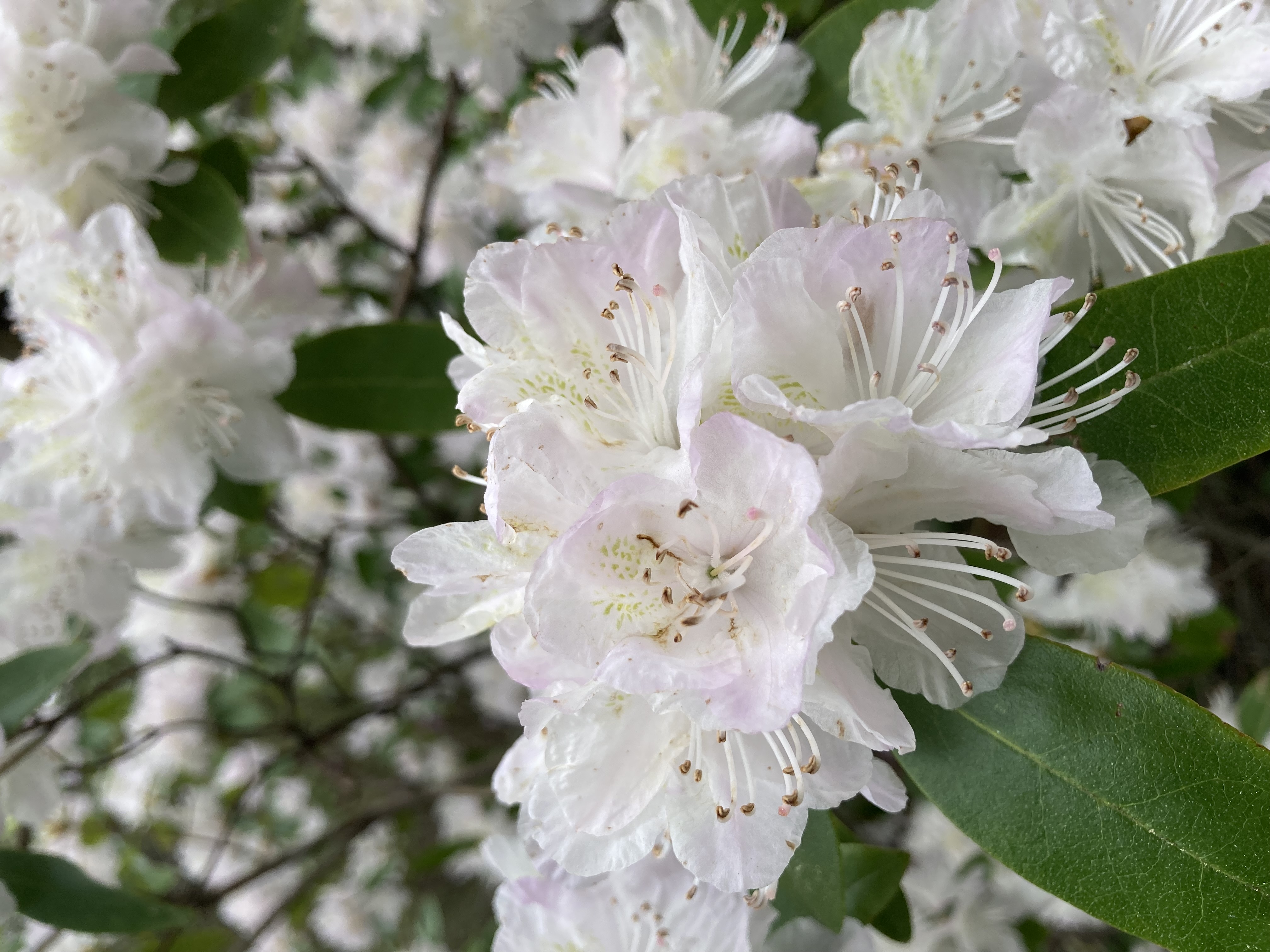 Flowers in NB. Photo by Sophia Marx.